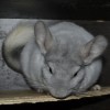 Крис